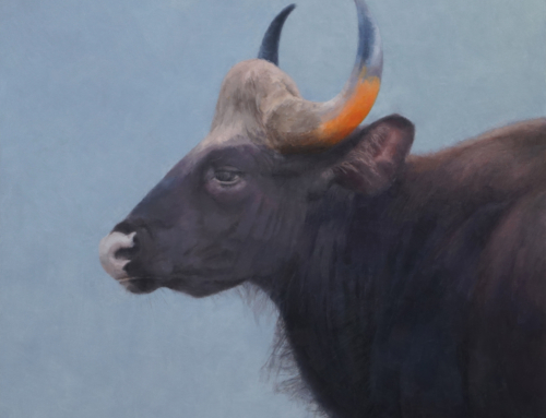 “Gaur”; Oil on Panel, 12×12 inches